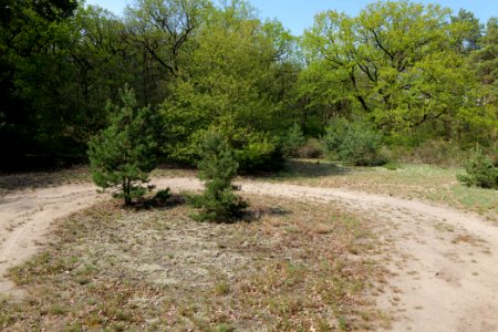 SAC Großmachnower Weinberg 2021-05-11 17