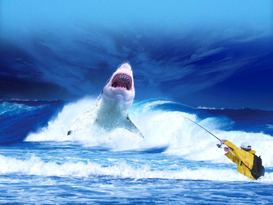 Blue predator fishing