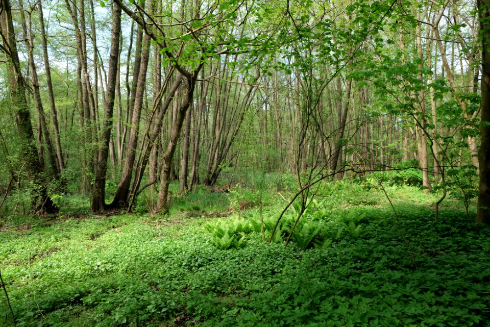 SAC Zülow-Niederung 2021-05-11 08