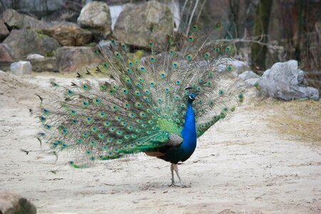 Feather colorful green