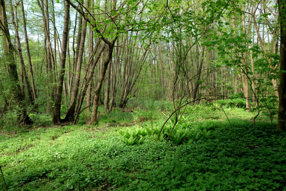SAC Zülow-Niederung 2021-05-11 09