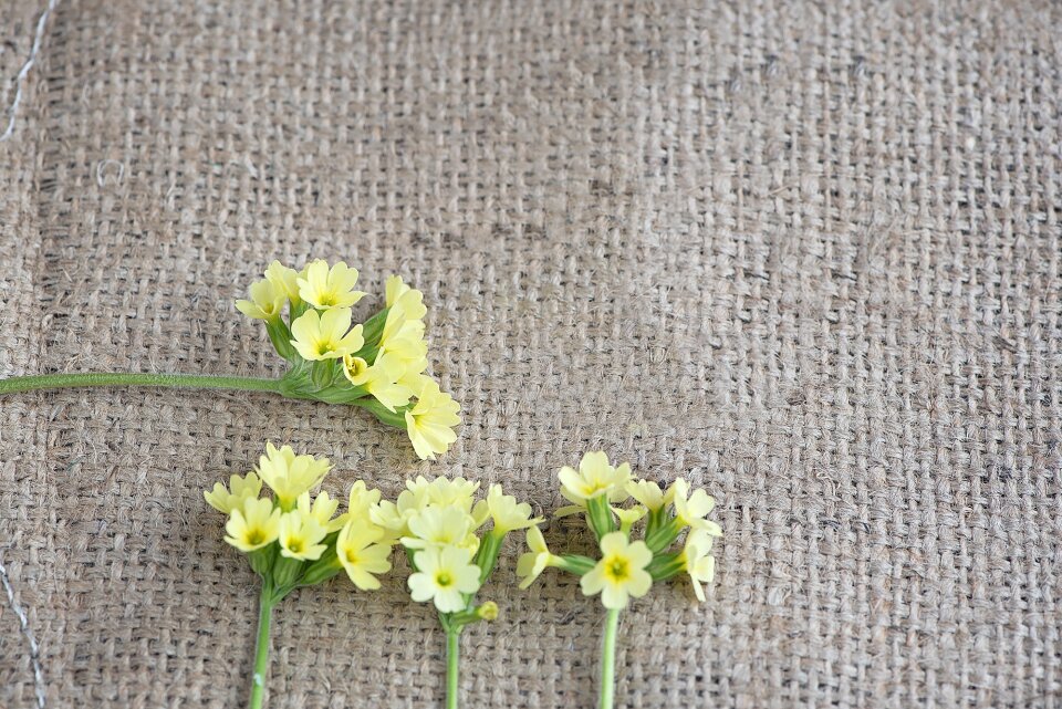 Yellow flowers four piece