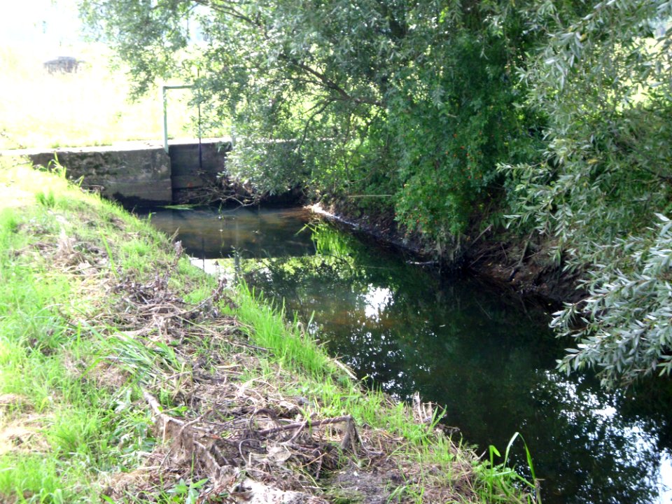 Sükow bach 1