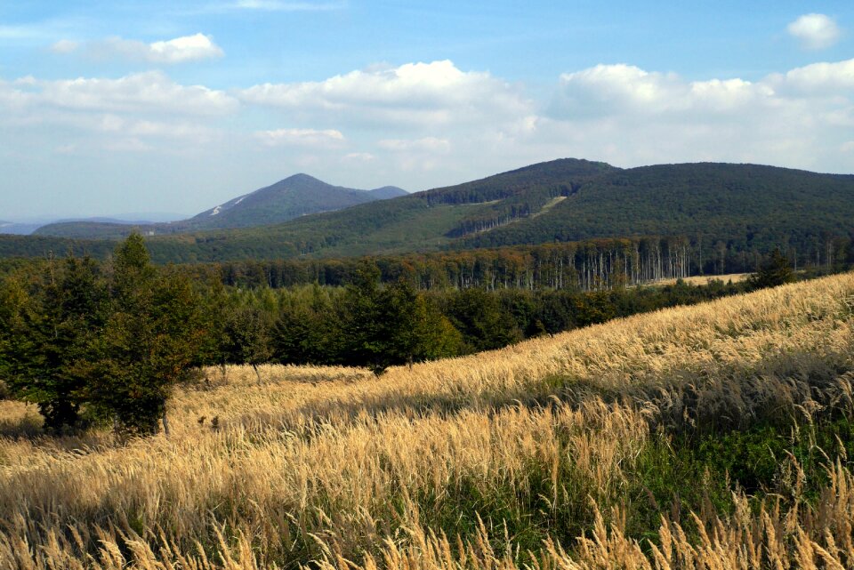 Country grass forest