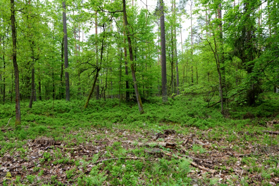 SAC Kleine Schorfheide - Havel 2021-05-29 151