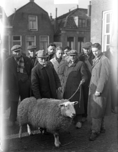 S. van Wieringen 75 jaar schapenhandelaar markt Purmerend, Bestanddeelnr 903-8663