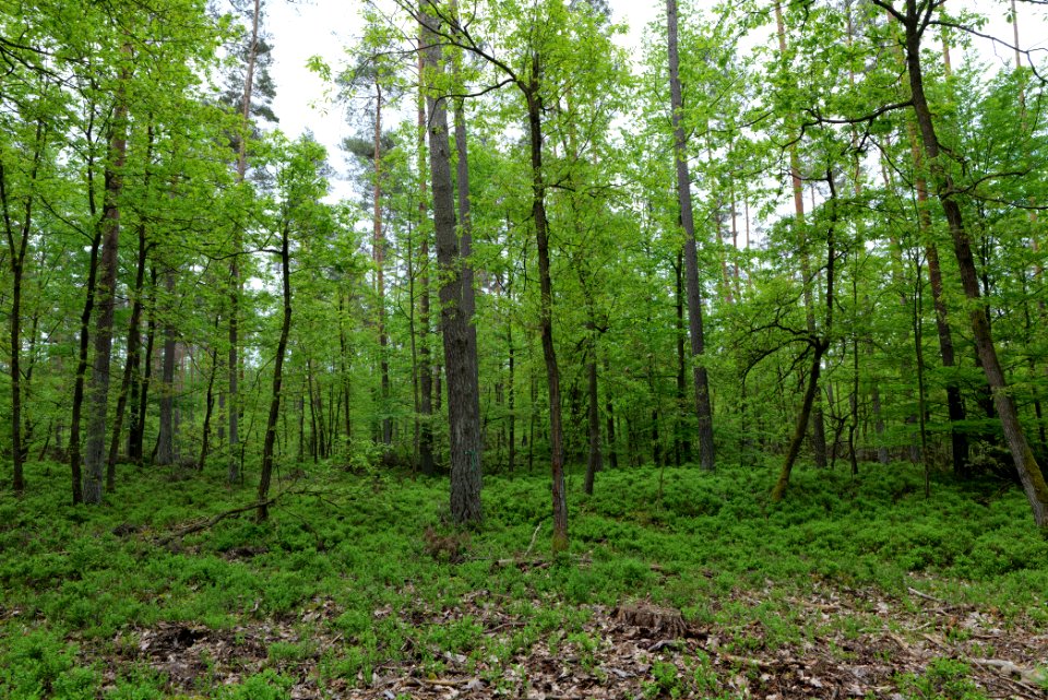SAC Kleine Schorfheide - Havel 2021-05-29 148