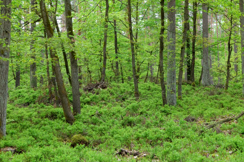SAC Kleine Schorfheide - Havel 2021-05-29 145