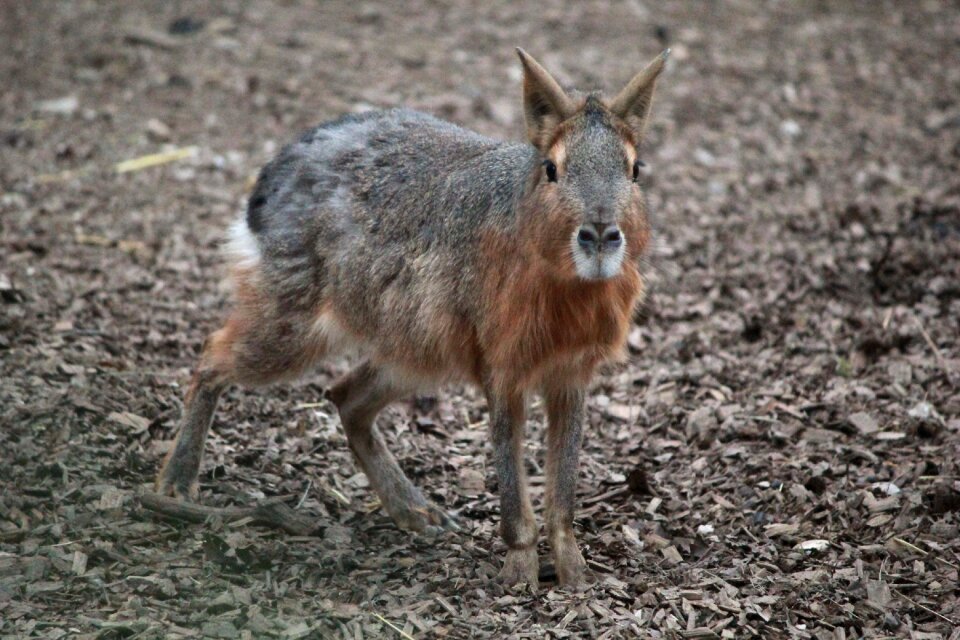 Wild cute animal