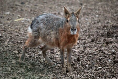 Wild cute animal