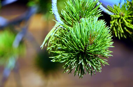 Green texture pinnace