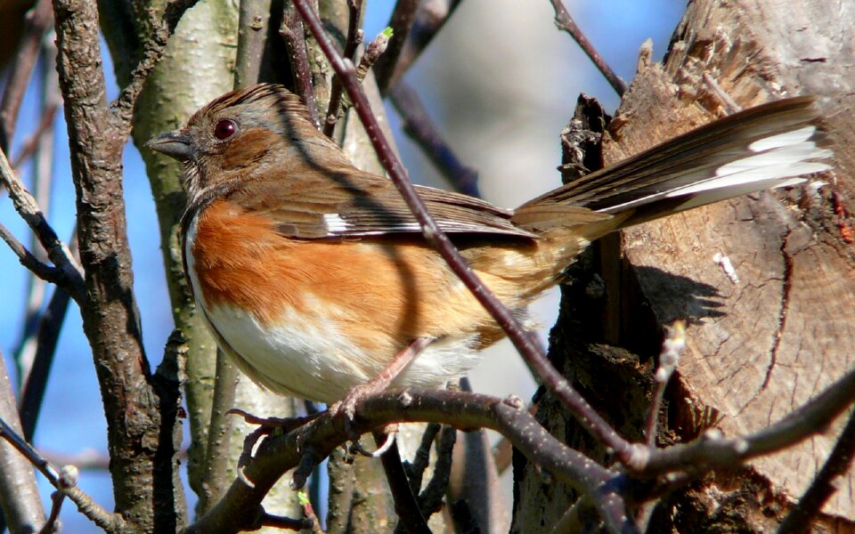 Tree perched feathers