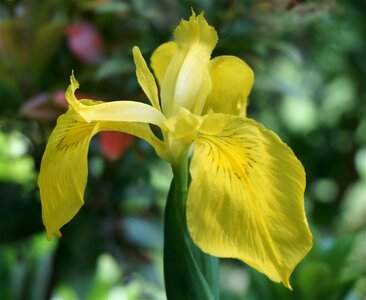Yellow spring nature