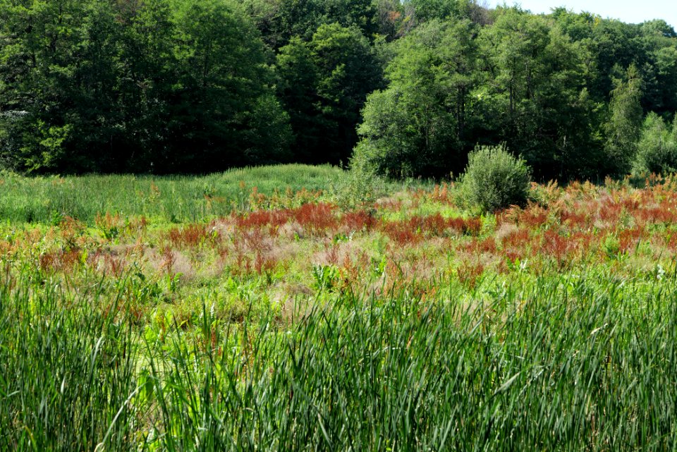 Sedimentation area of Herrensee Strausberg 2020-08-05 16
