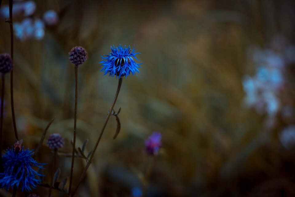 Flower pointed flower meadow photo