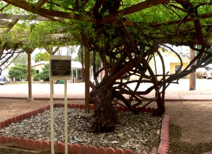 Sacred Heart complex (Tombstone AZ) rose trees 1