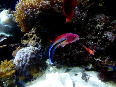 Sealife-Munich-16