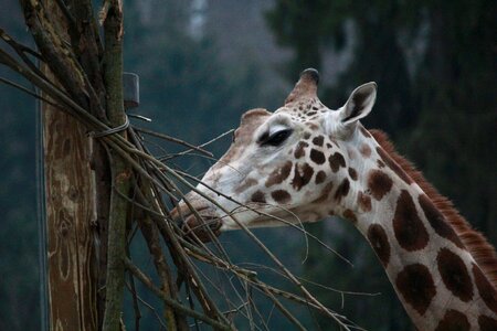 Nature animal wildlife