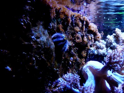 Sealife-Munich-8