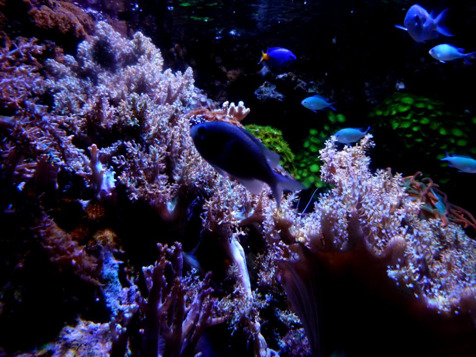 Sealife-Munich-7