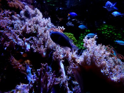 Sealife-Munich-7