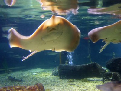 Sealife-Munich-26