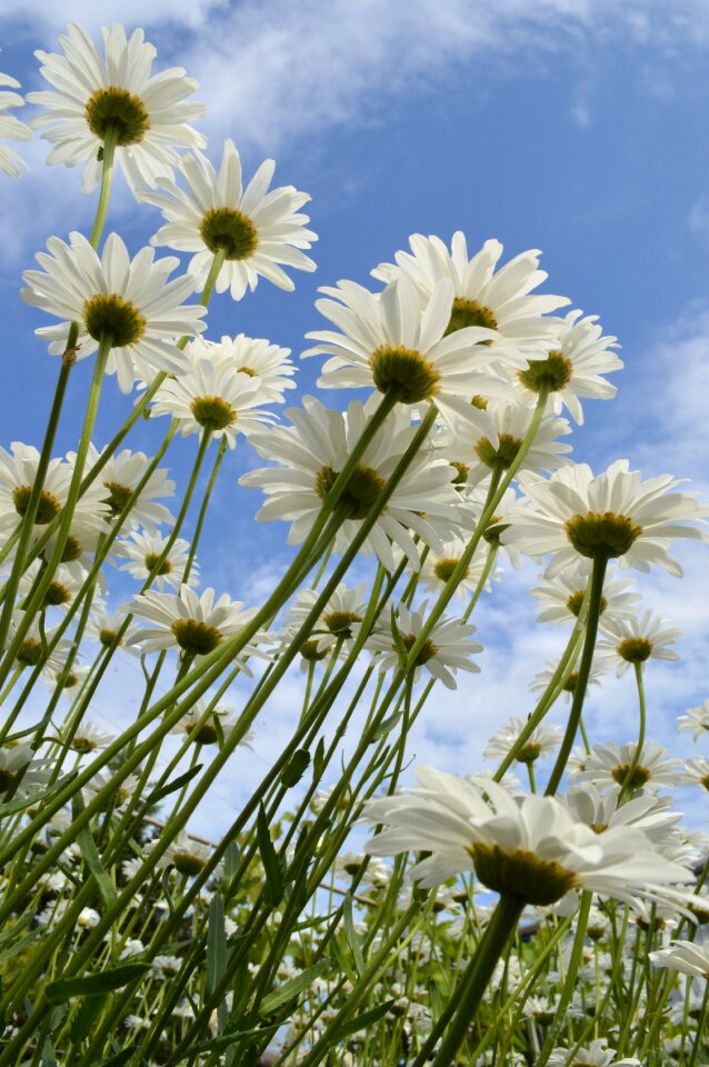 Flower flowers of the field white flowers