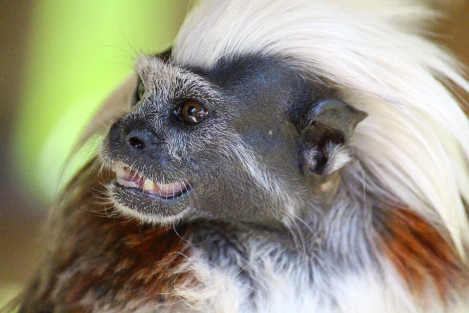 Iroquois monkey portrait nature