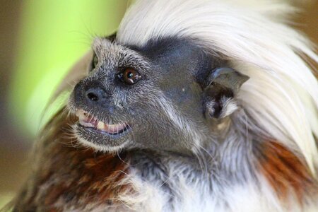 Iroquois monkey portrait nature