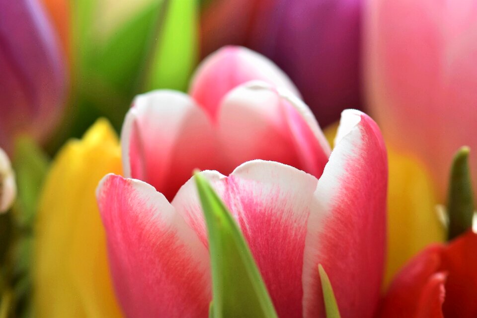 Bouquet tulip bouquet federal government