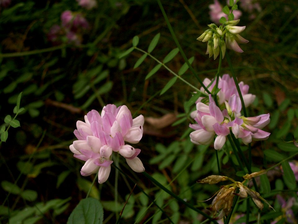 Securigera varia 2014-06-20 Highland Park 02