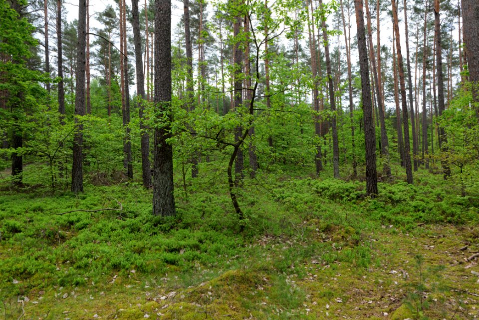 SAC Kleine Schorfheide - Havel 2021-05-29 154