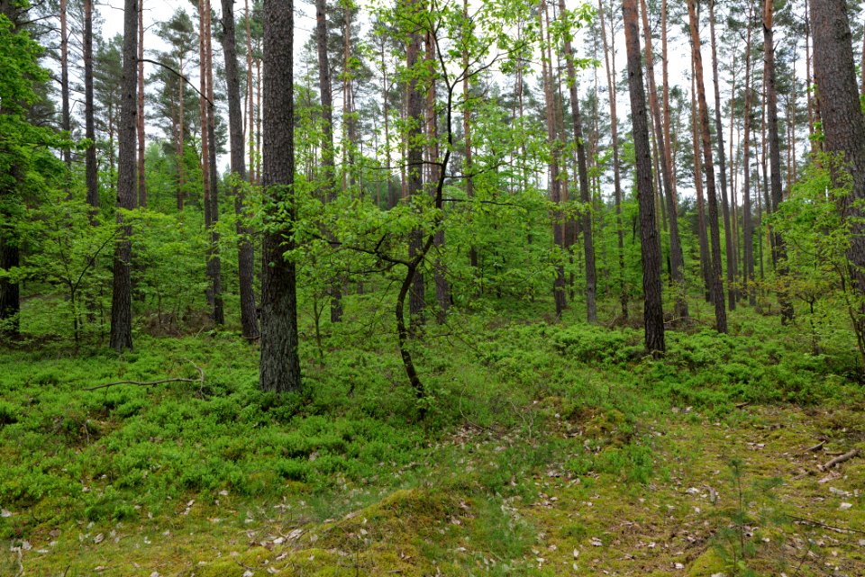 SAC Kleine Schorfheide - Havel 2021-05-29 155