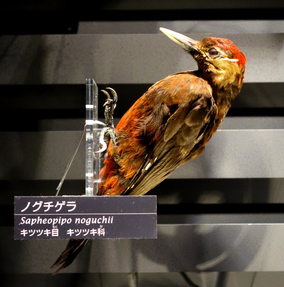 Sapheopipo noguchii - National Museum of Nature and Science, Tokyo - DSC06804
