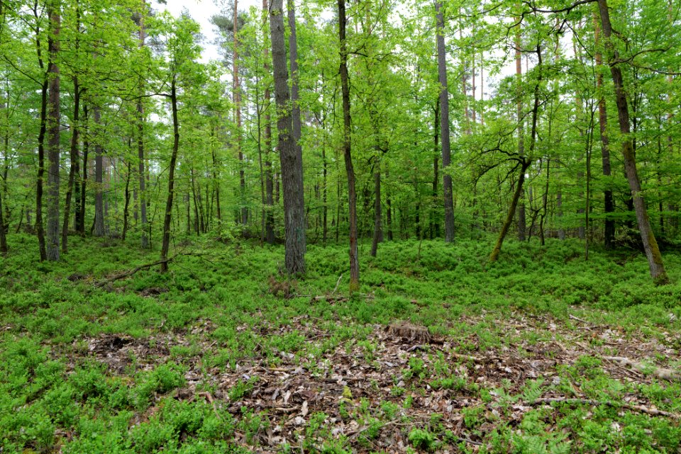 SAC Kleine Schorfheide - Havel 2021-05-29 152