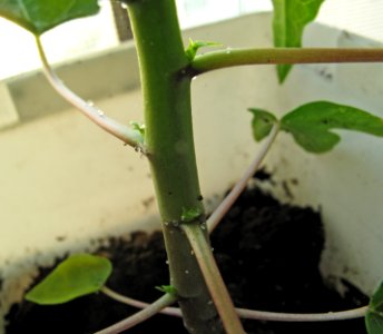Sap droplets on Carica papaya seedling