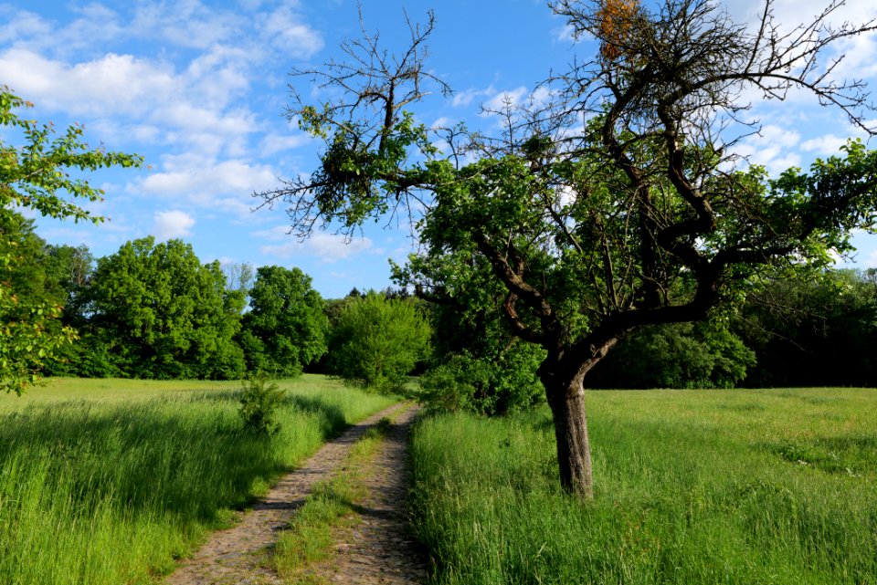 SAC Kronhorst-Groß Fredenwalde 2021-05-29 03