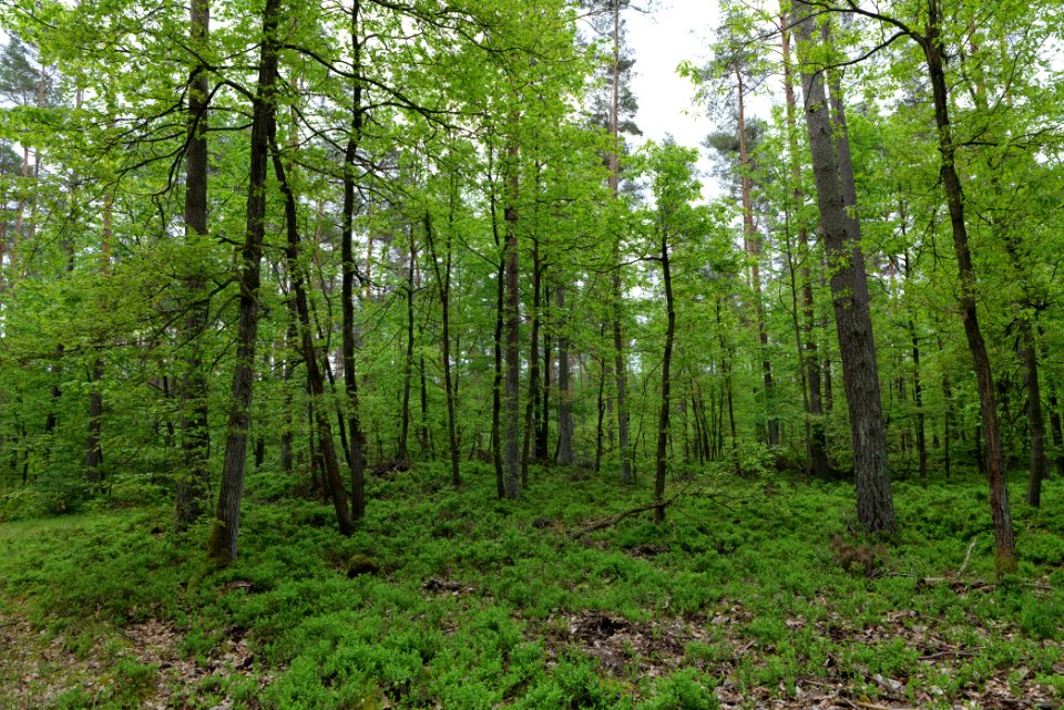 SAC Kleine Schorfheide - Havel 2021-05-29 149