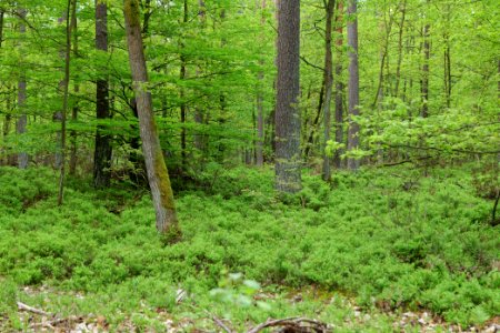 SAC Kleine Schorfheide - Havel 2021-05-29 146