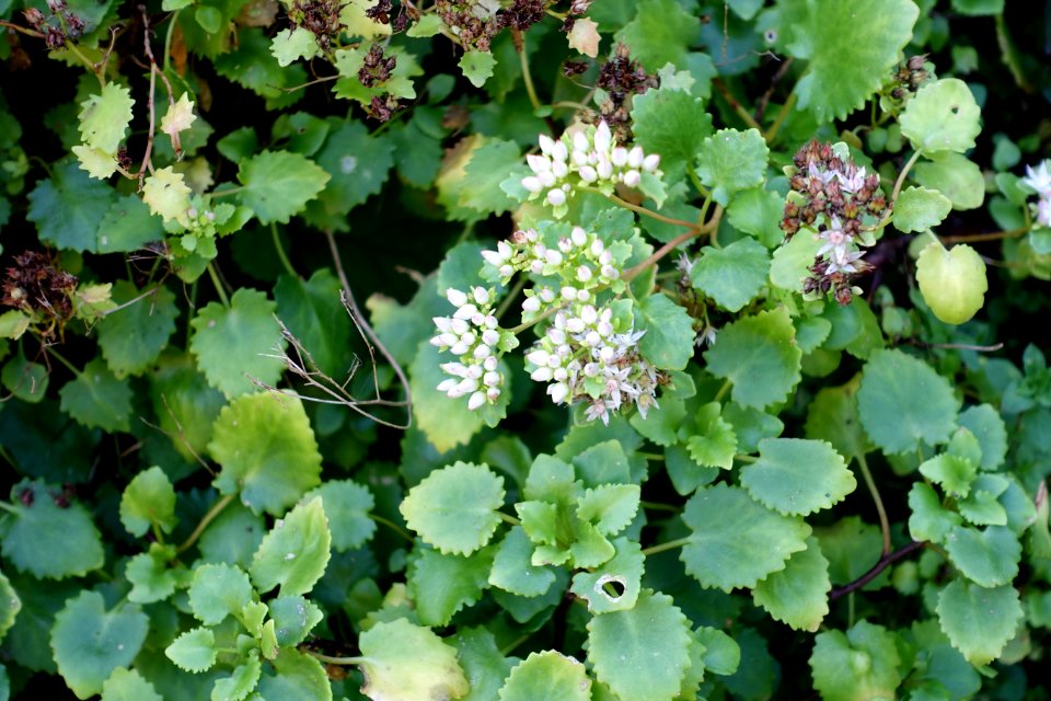 Sedum populifolium (Hylotelephium populifolium) - Bergianska trädgården - Stockholm, Sweden - DSC00528