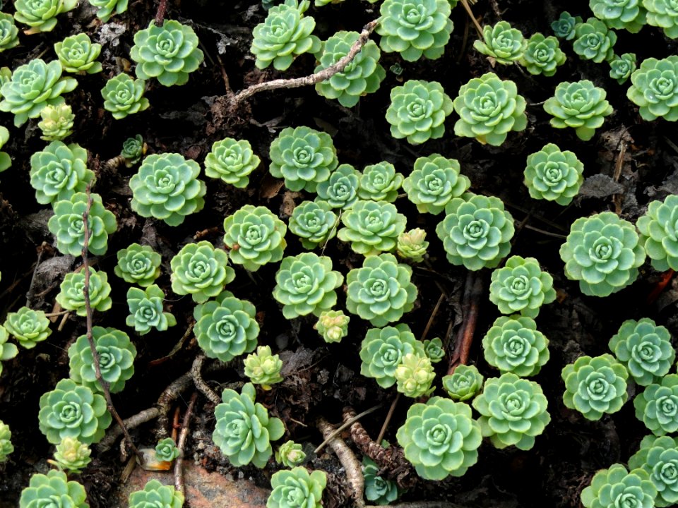 Sedum pachyclados - Copenhagen Botanical Garden - DSC07340