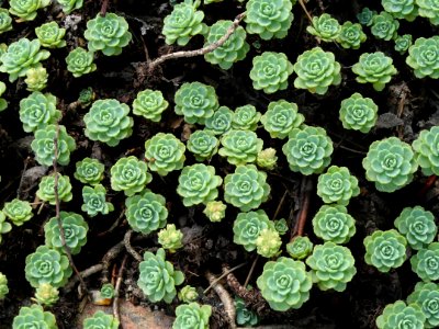 Sedum pachyclados - Copenhagen Botanical Garden - DSC07340