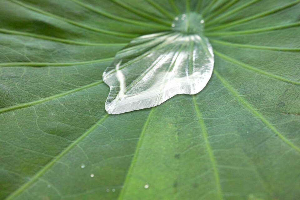 Shizuku water drop