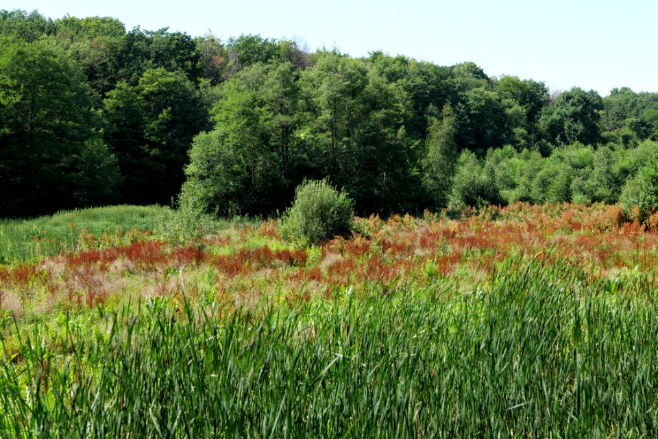 Sedimentation area of Herrensee Strausberg 2020-08-05 10