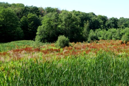 Sedimentation area of Herrensee Strausberg 2020-08-05 10
