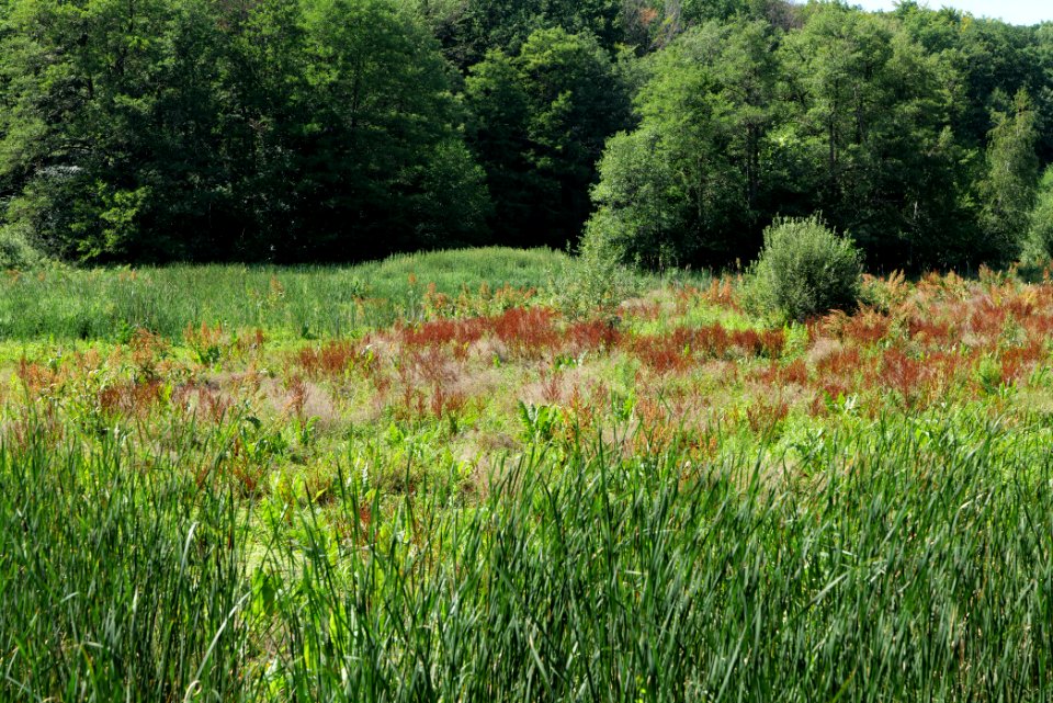 Sedimentation area of Herrensee Strausberg 2020-08-05 17