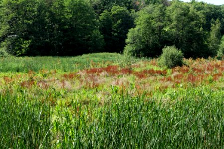 Sedimentation area of Herrensee Strausberg 2020-08-05 17