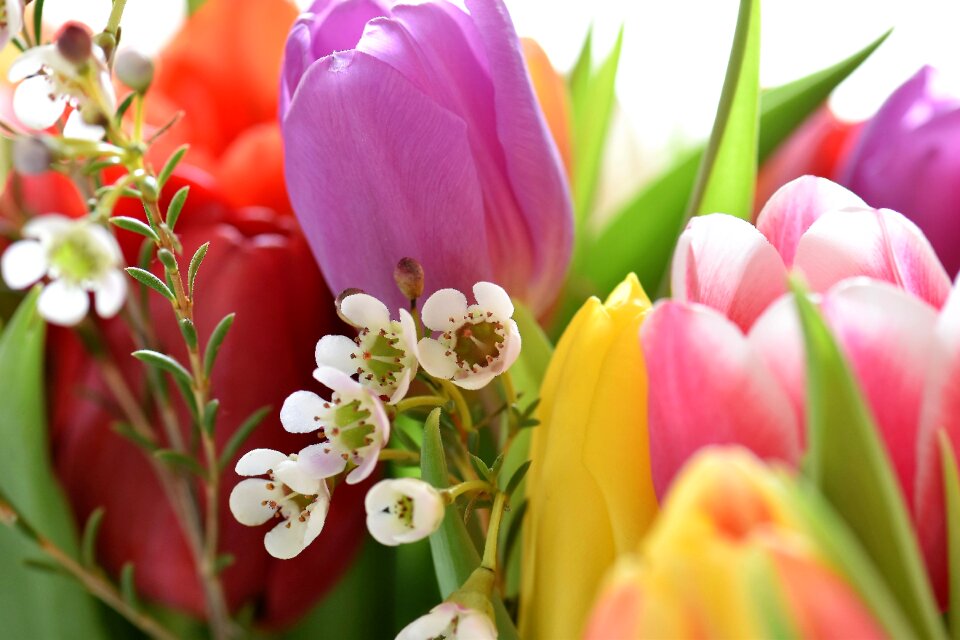 Bouquet tulip bouquet federal government