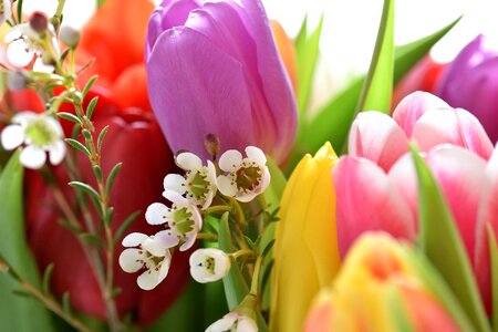 Bouquet tulip bouquet federal government