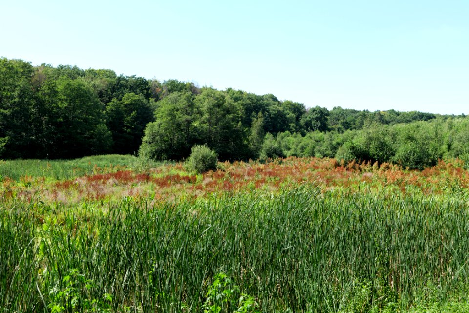 Sedimentation area of Herrensee Strausberg 2020-08-05 14